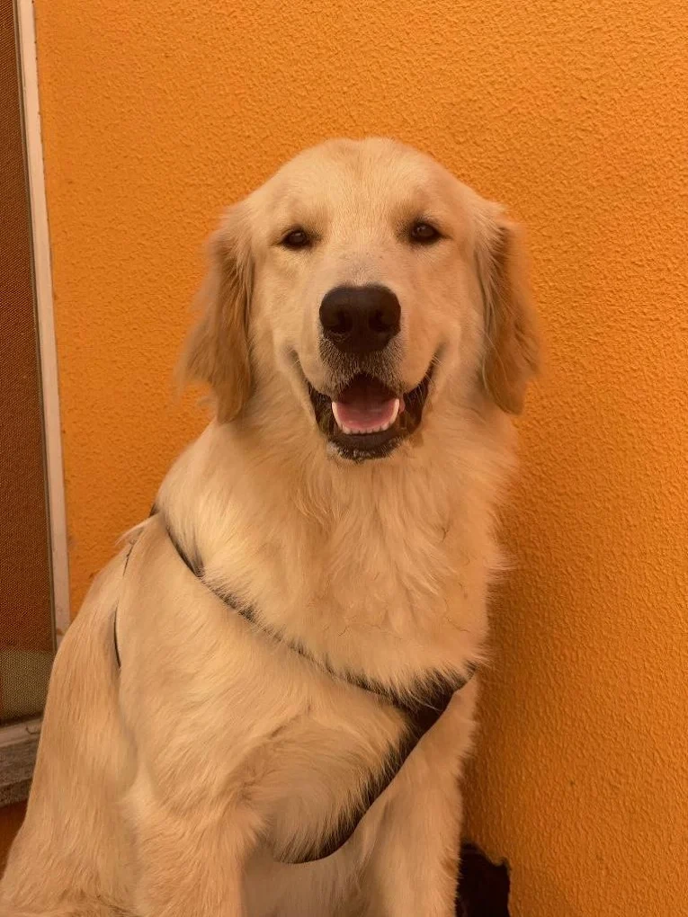 Golden Retriever feliz