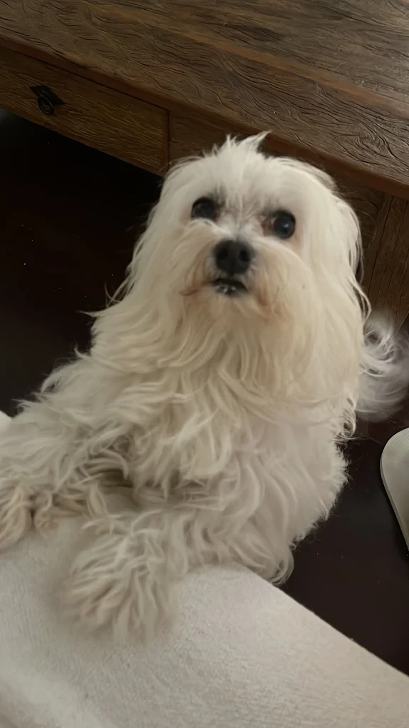 Maltês fofo