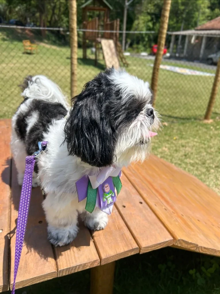 Shih Tzu produzido
